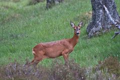 Reh im Wald bei Braemar