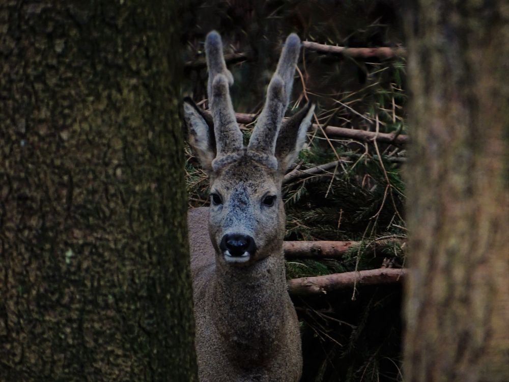 Reh im Wald