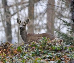 Reh im Wald