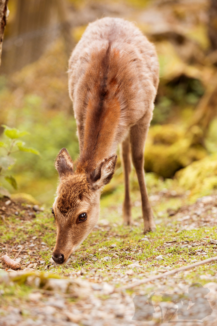 Reh im Wald getroffen