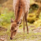 Reh im Wald getroffen