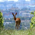 Reh im Wein am Rand der Großstadt