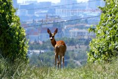 Reh im Wein am Rand der Großstadt