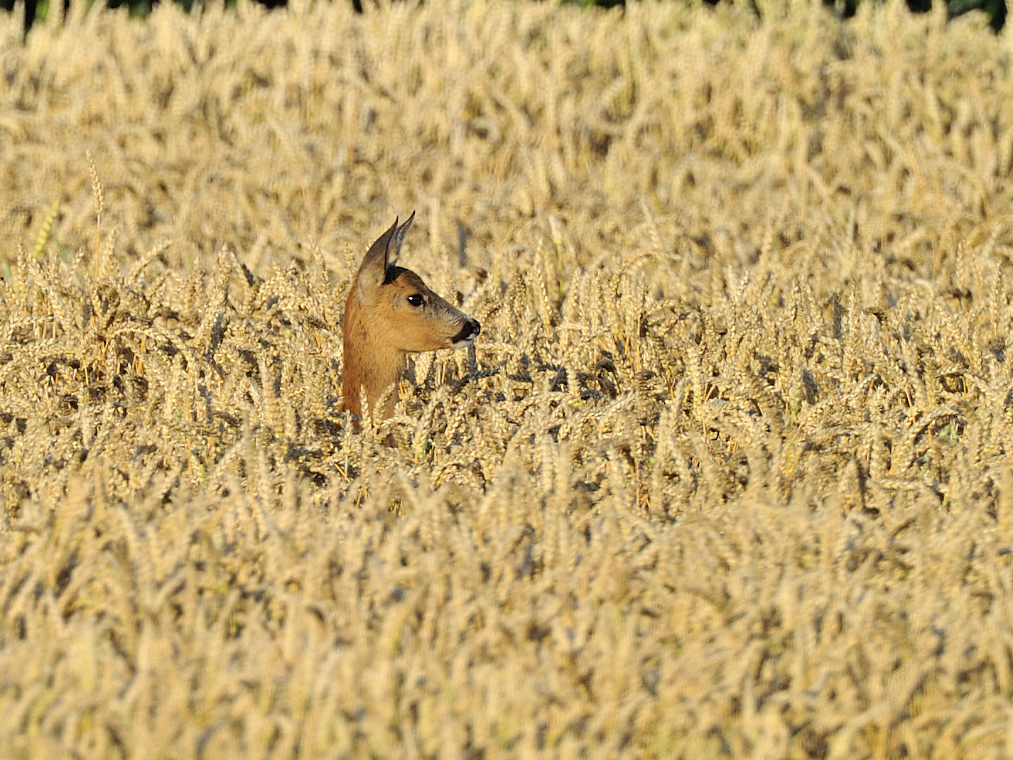 Reh im Weizenfeld