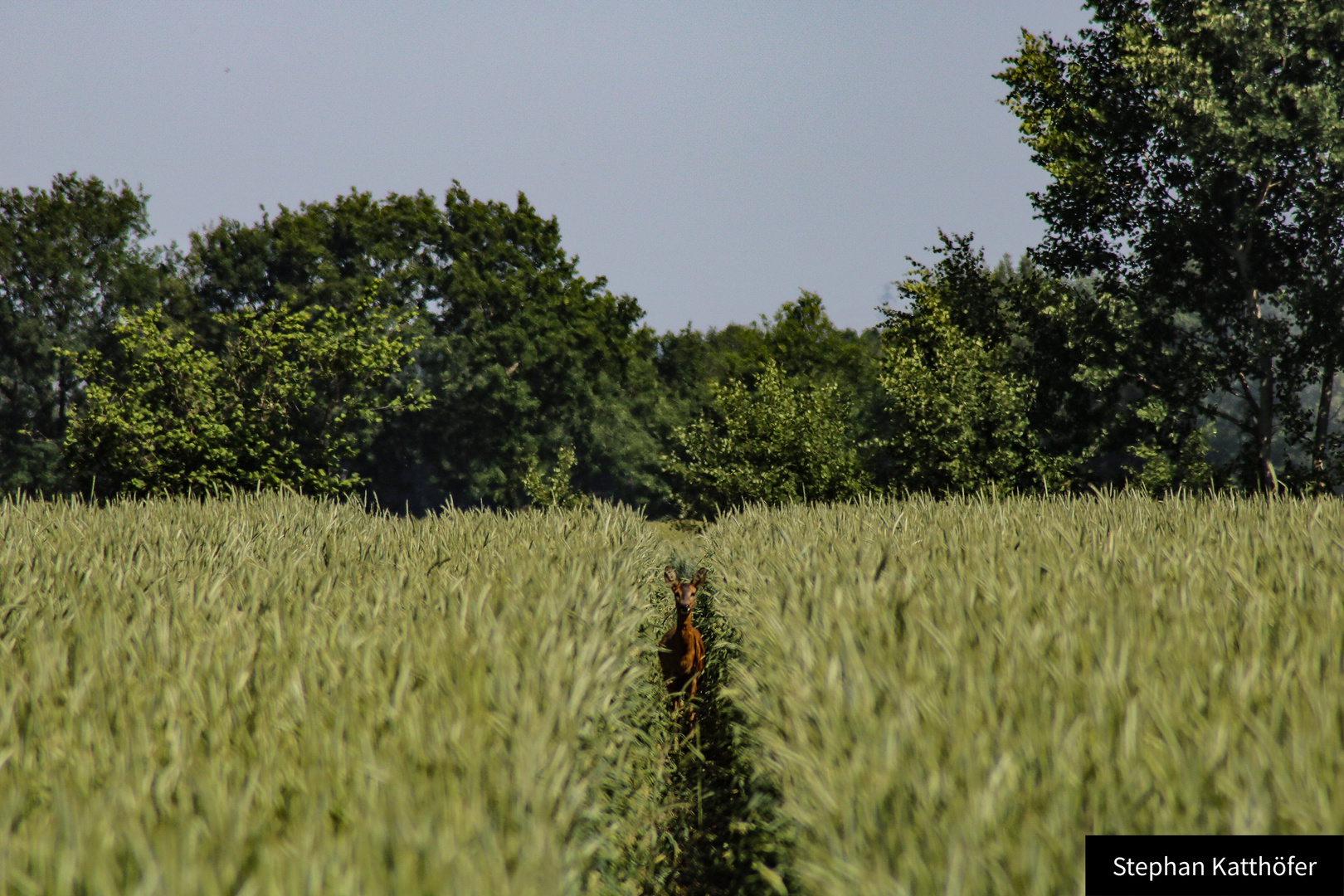 Reh im Weizenfeld 