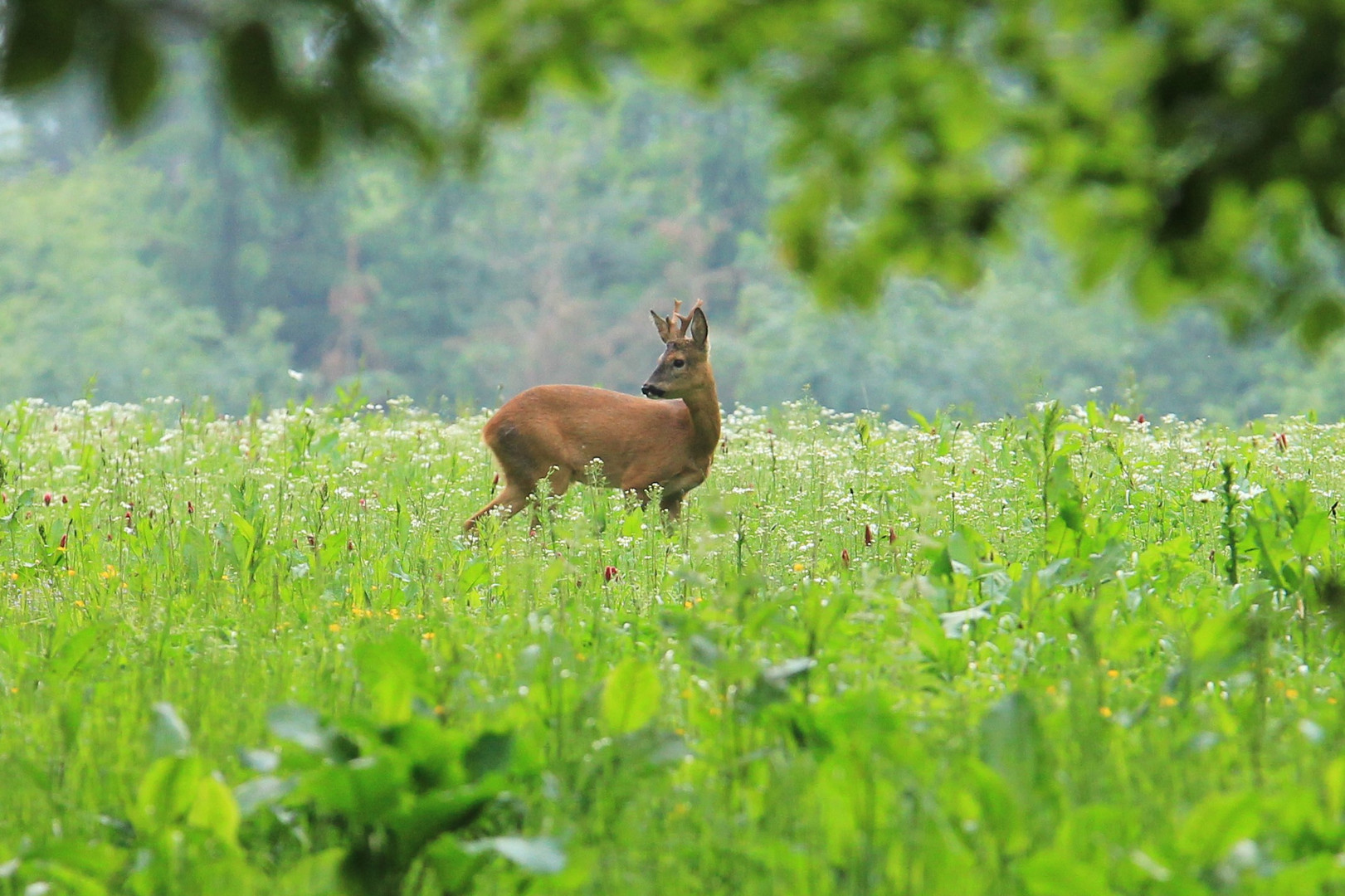 Reh im Wildacker