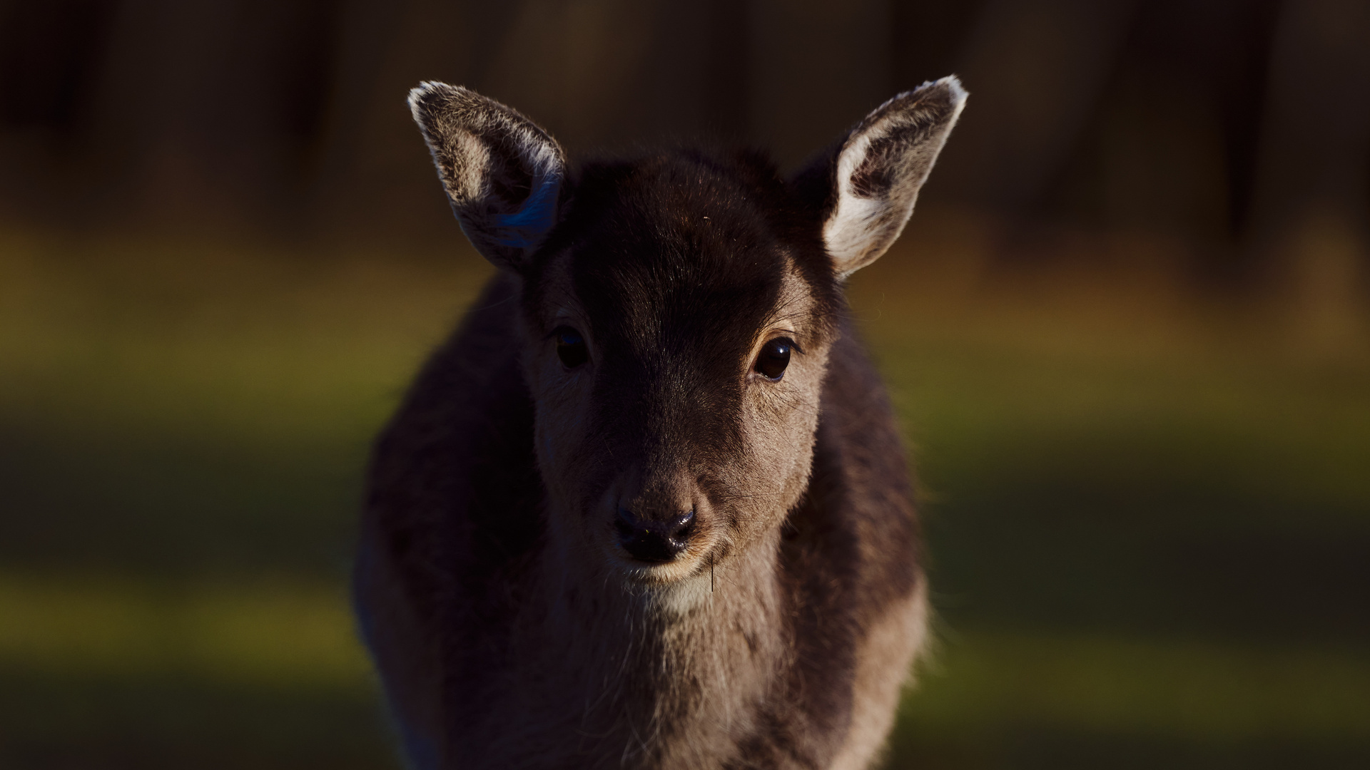 Reh im Wildfreigehege Wildenburg