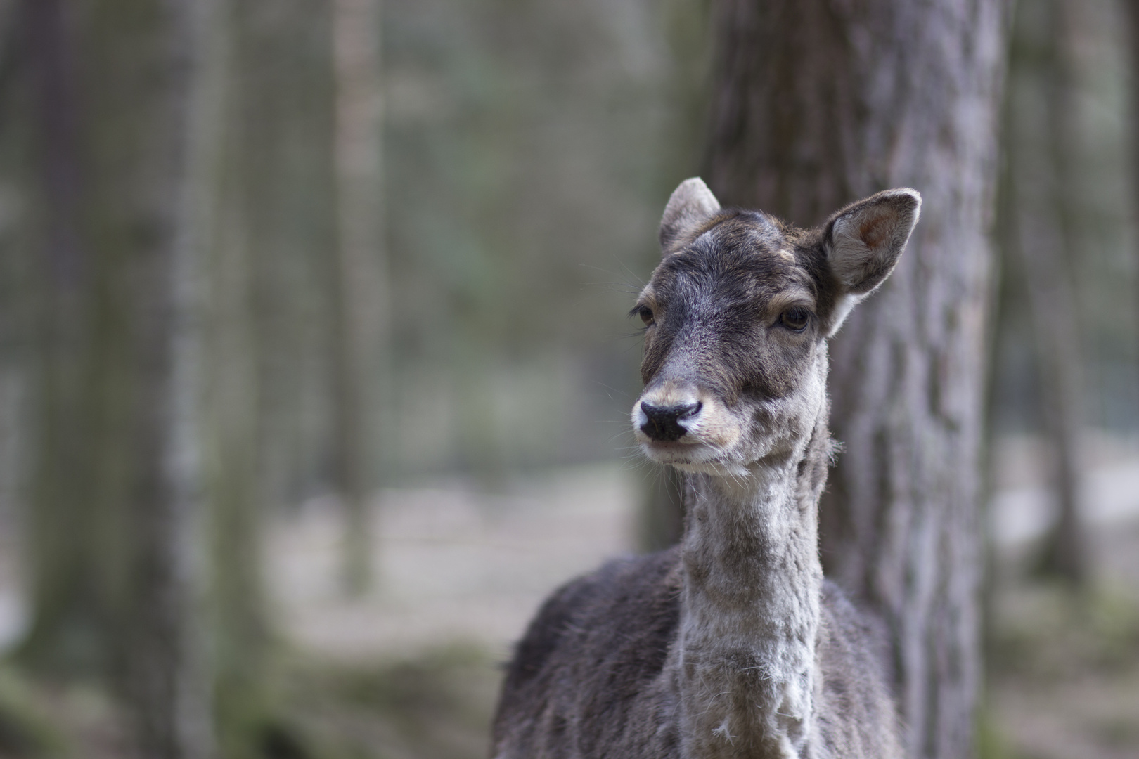 Reh im Wildpark