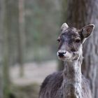 Reh im Wildpark