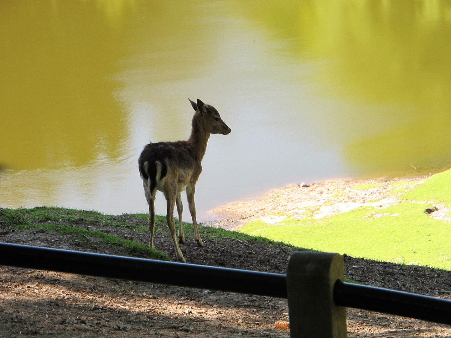 Reh im Wildpark Schwarze Berge im Norden Hamburgs