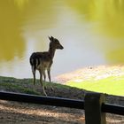 Reh im Wildpark Schwarze Berge im Norden Hamburgs