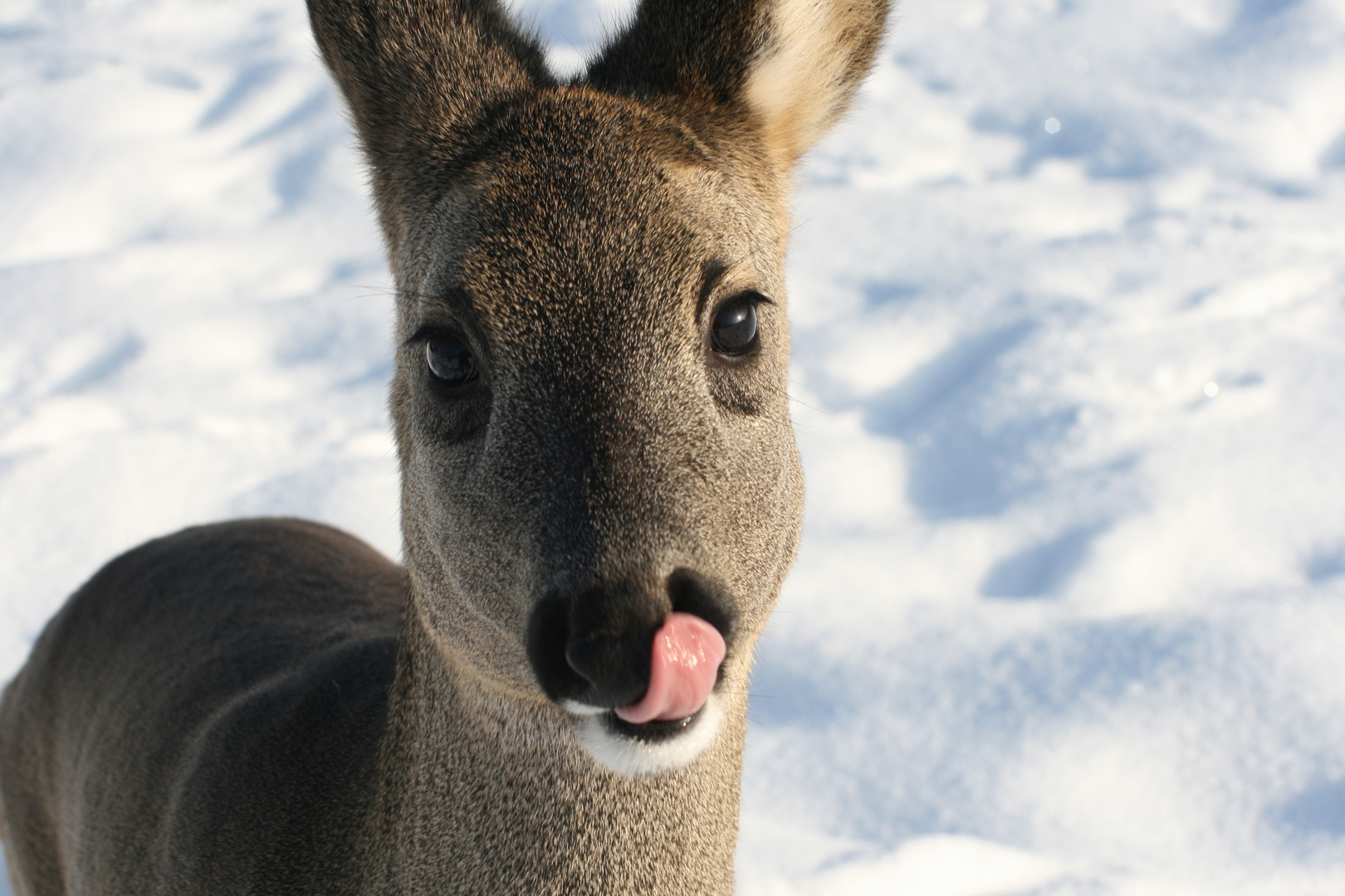 Reh im Winter Foto & Bild | tiere, wildlife, natur Bilder auf fotocommunity