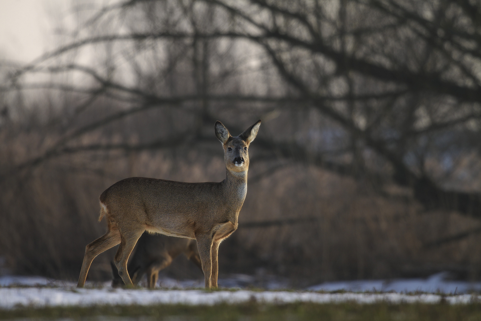 Reh im Winter (Oh my deer)