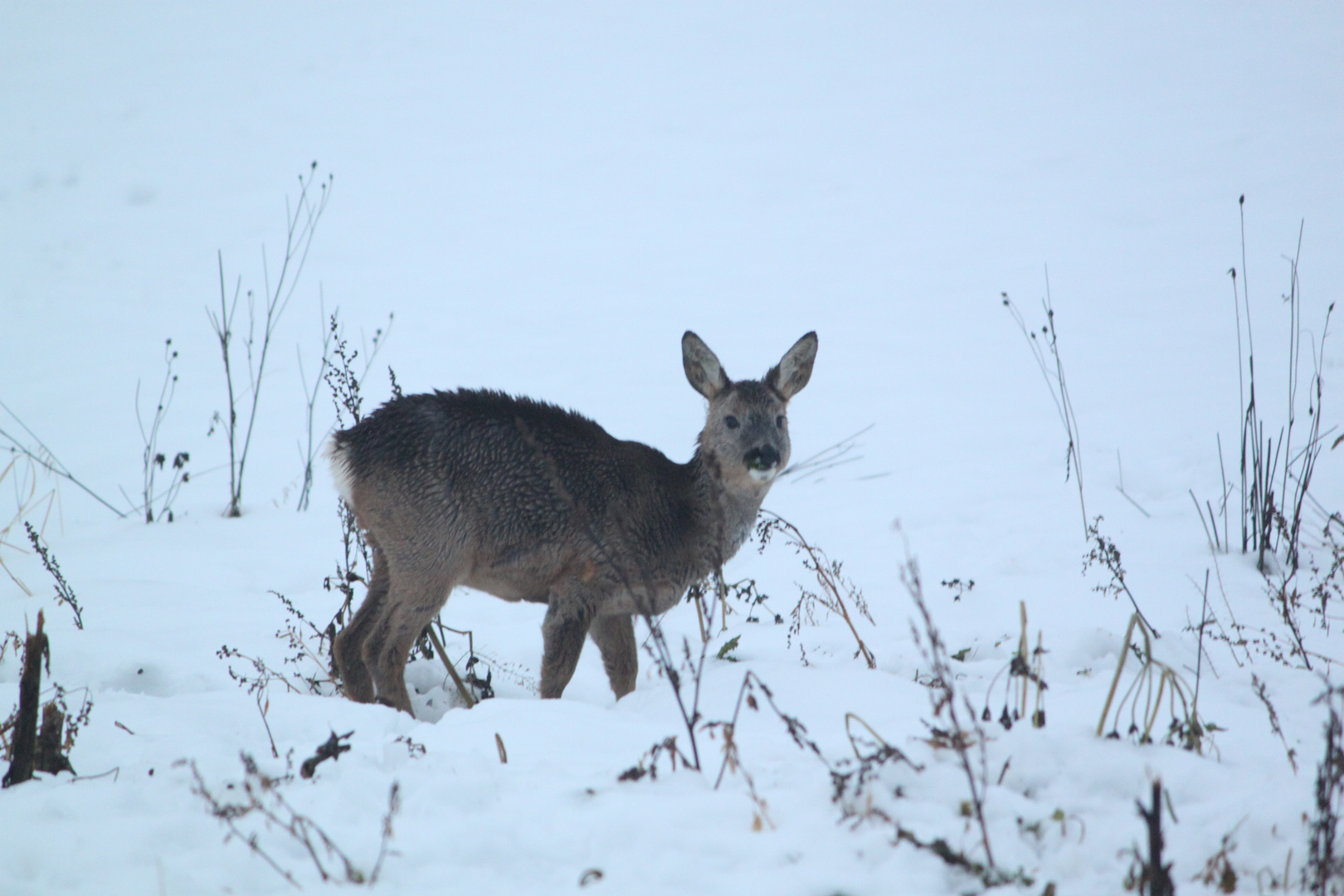 Reh im Winterkleid