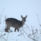 Reh im Winterkleid