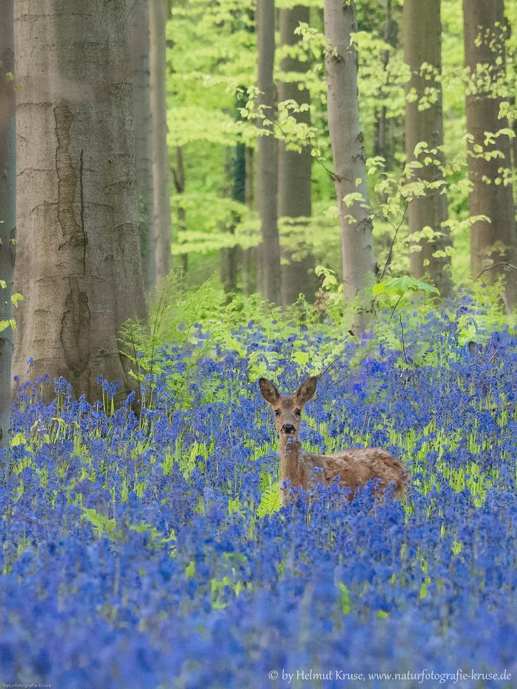 Reh in Blau