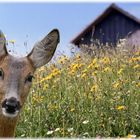 Reh in Blumenwiese