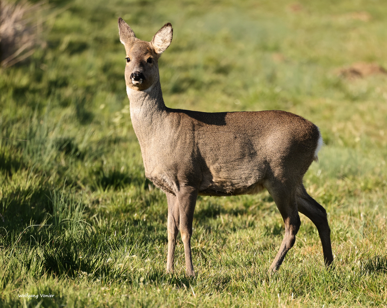 Reh in der Abendsonne