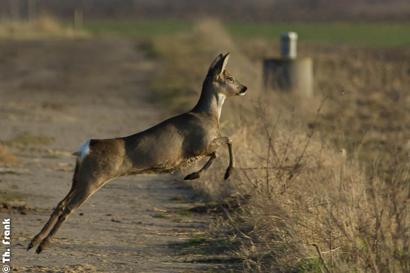 Reh in der freien Natur