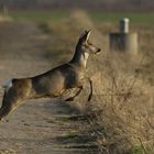 Reh in der freien Natur