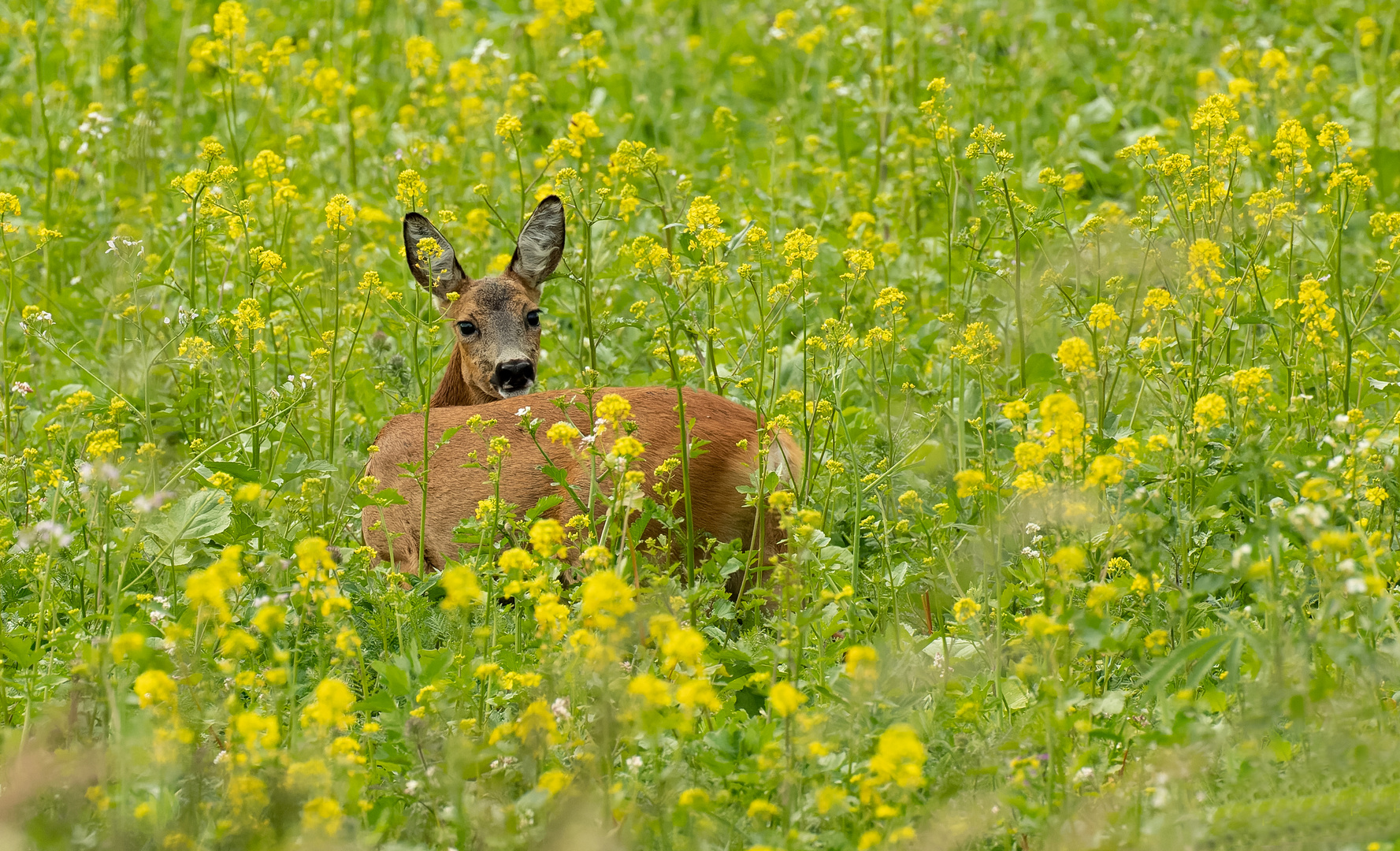 Reh in der Frühlingswiese