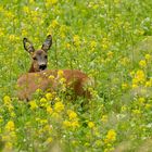 Reh in der Frühlingswiese