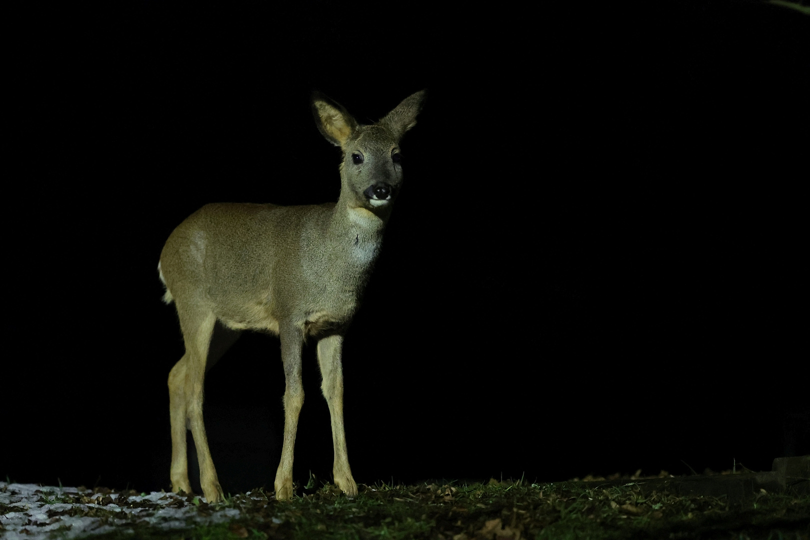 Reh in der Nacht