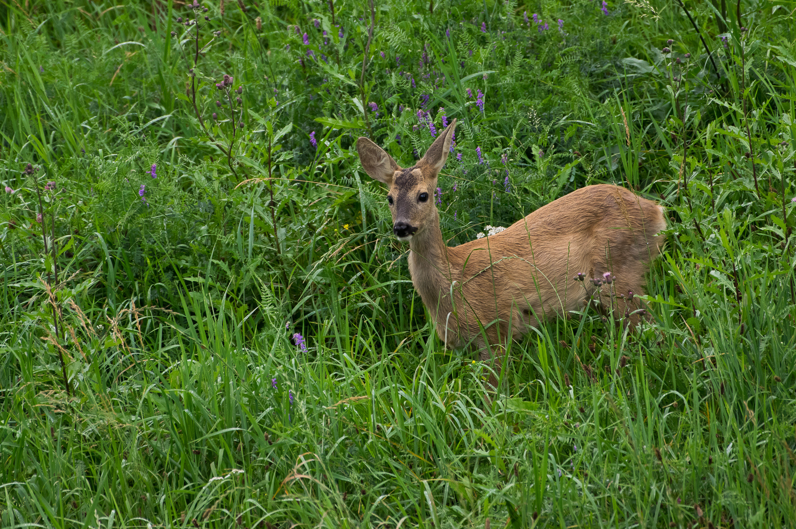 Reh in der Wiese