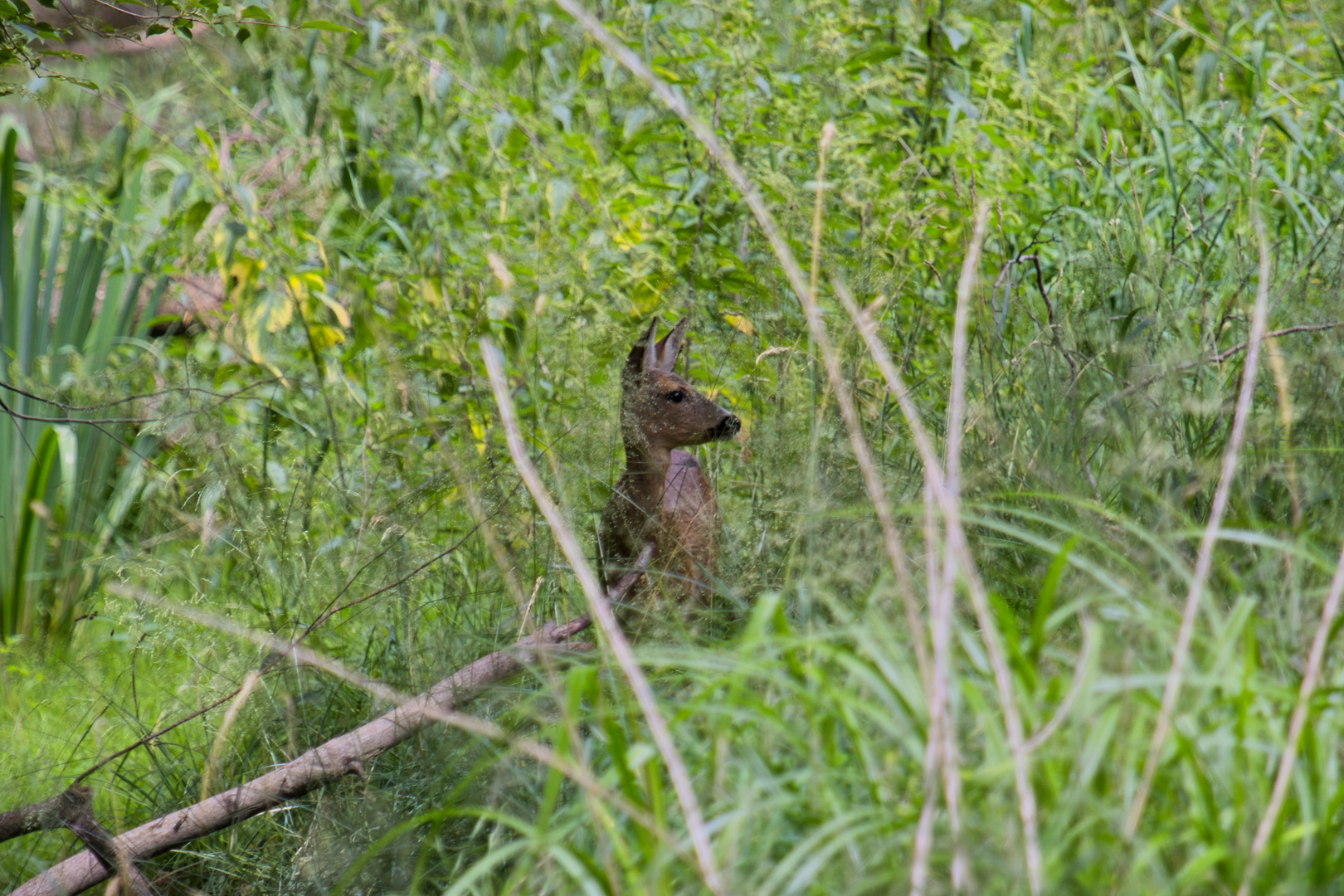 Reh in der Wiese