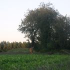 Reh in freier Wildbahn