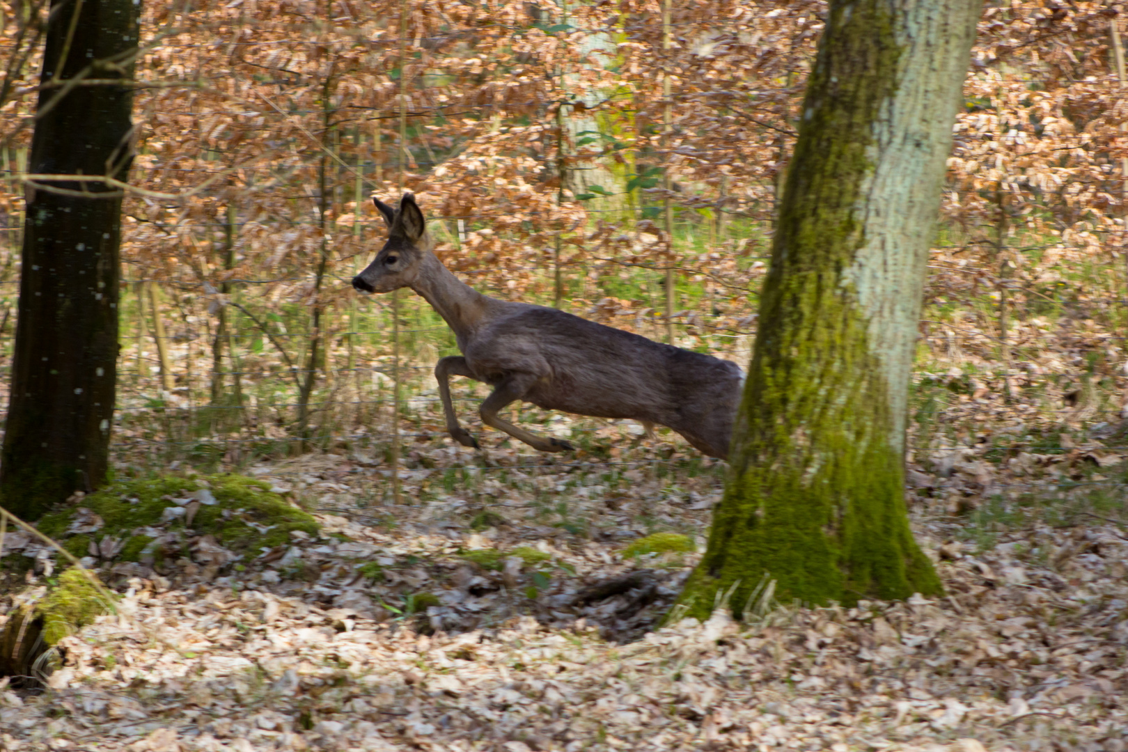 Reh in freier Wildbahn (Wald)