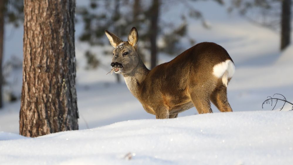 Reh in Winterlandschaft