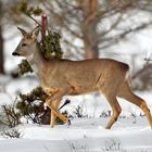 Reh in Winterlandschaft