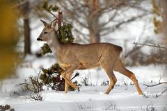 Reh in Winterlandschaft