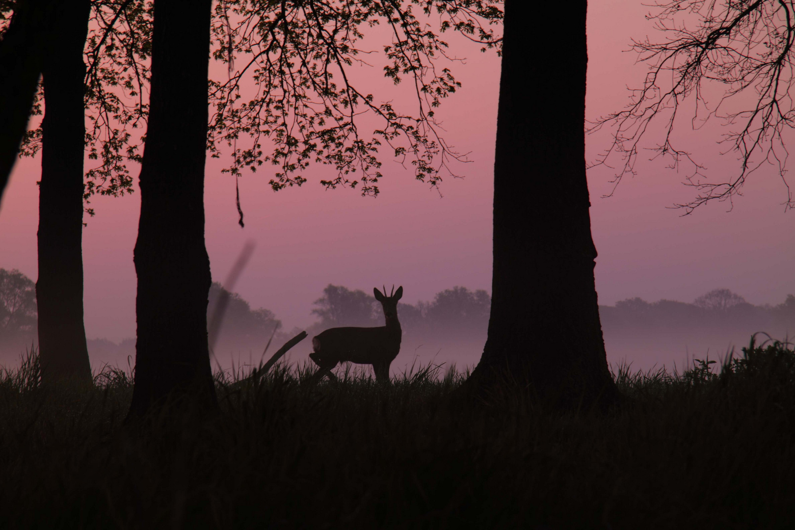 Reh kurz vor dem Sonnenaufgang bei Gifhorn