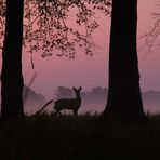 Reh kurz vor dem Sonnenaufgang bei Gifhorn