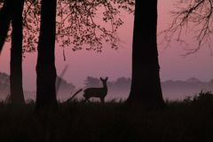 Reh kurz vor dem Sonnenaufgang bei Gifhorn