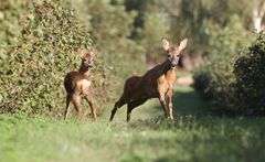 Reh mit Kitz in Dänemark