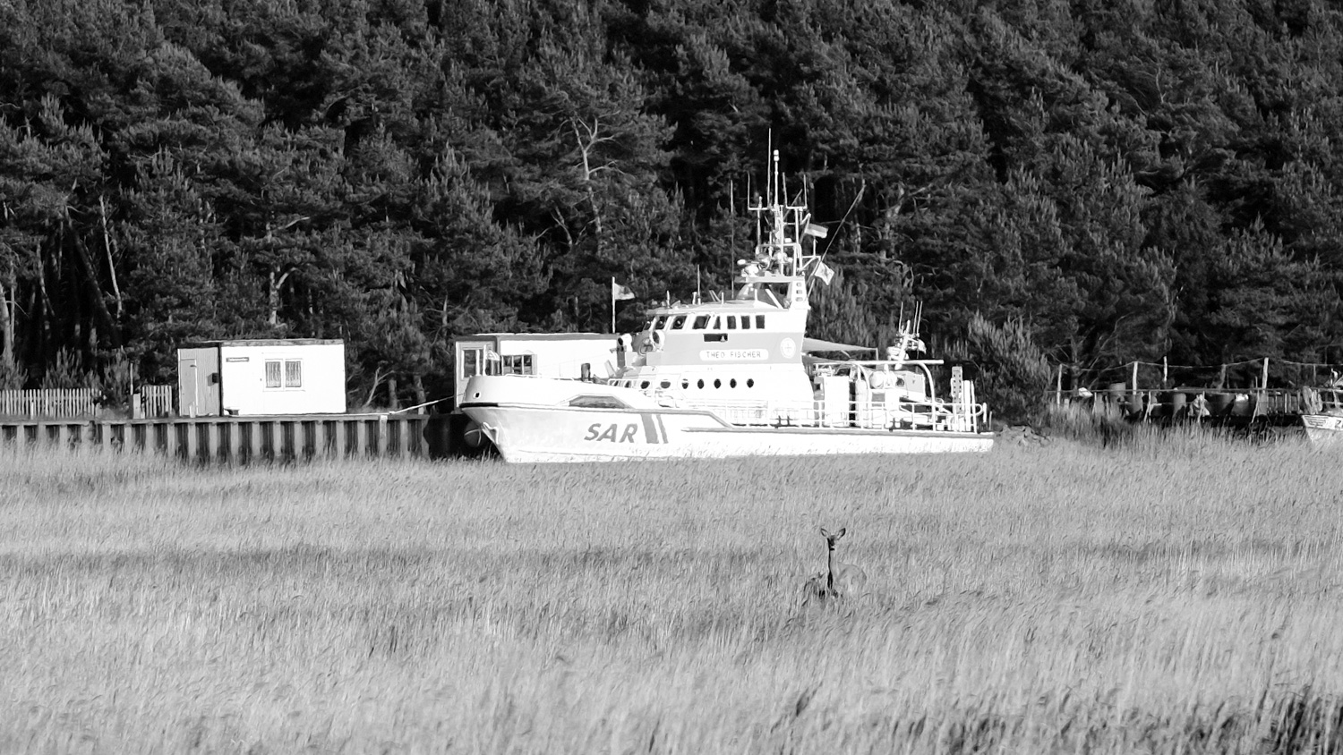 Reh mit Kitz vor Rettungsboot