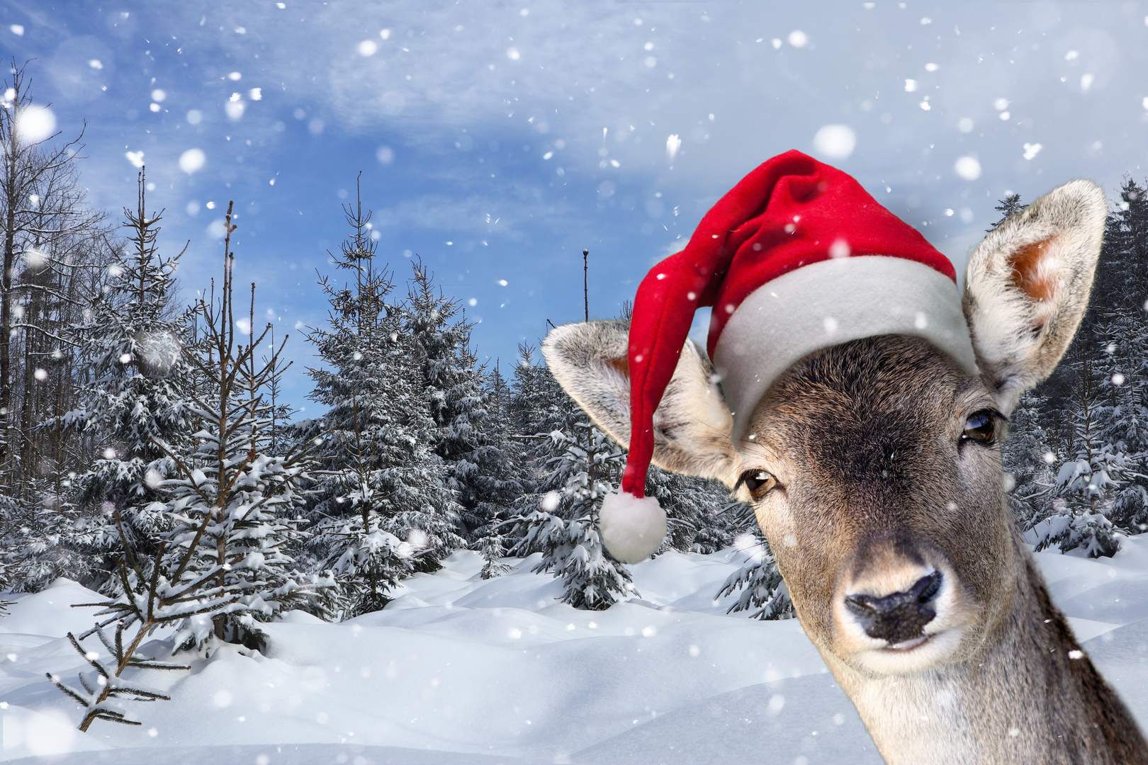 Reh mit Nikolausmütze Foto & Bild tiere, weihnachten, wald Bilder auf