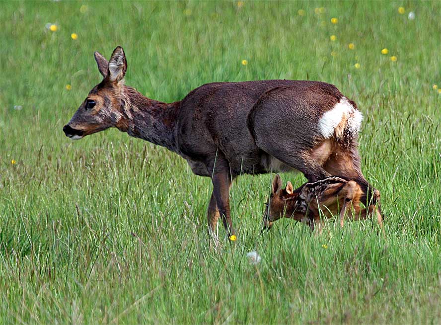 Reh mit Rehkitz