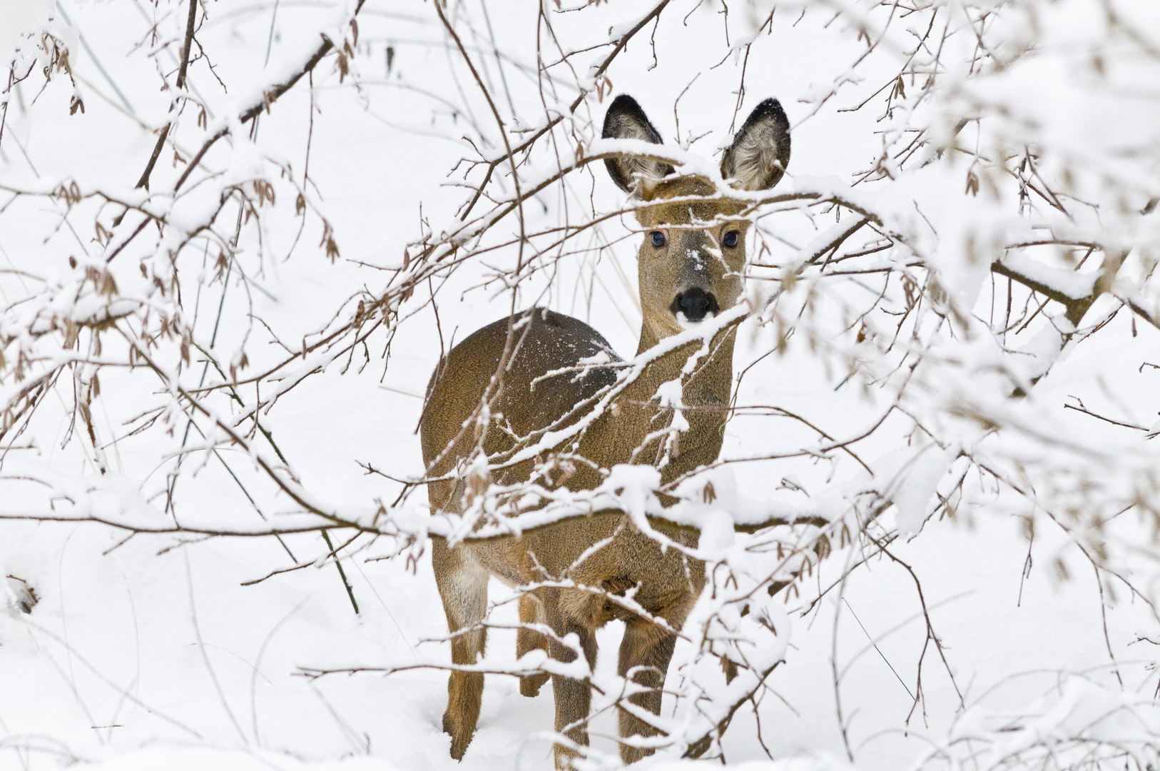 Reh mit Schnee