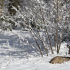 Reh mit Sonnenplatz im Schnee