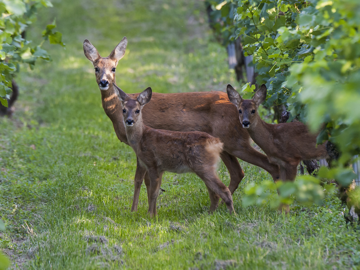 Reh Mit Zwei Rehkitzen Im Weinberg Foto Bild Natur Tiere Wildlife Bilder Auf Fotocommunity