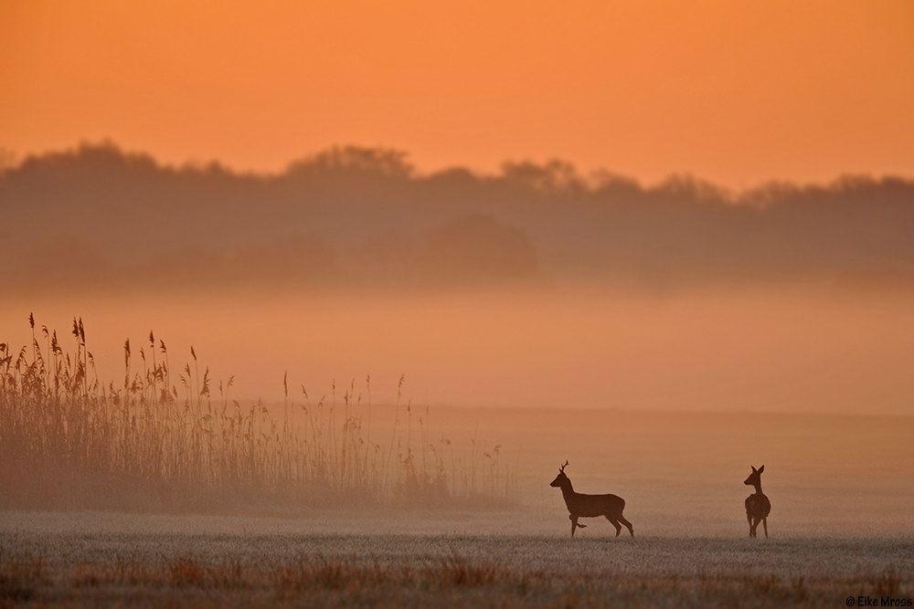 Reh Morgen