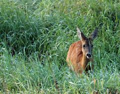 Reh  - Morgens nach 7- 