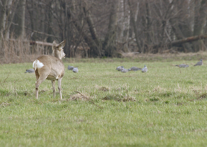 Reh nicht allein auf dem Feld 2