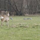 Reh nicht allein auf dem Feld 2