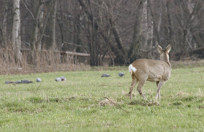 Reh nicht allein auf dem Feld