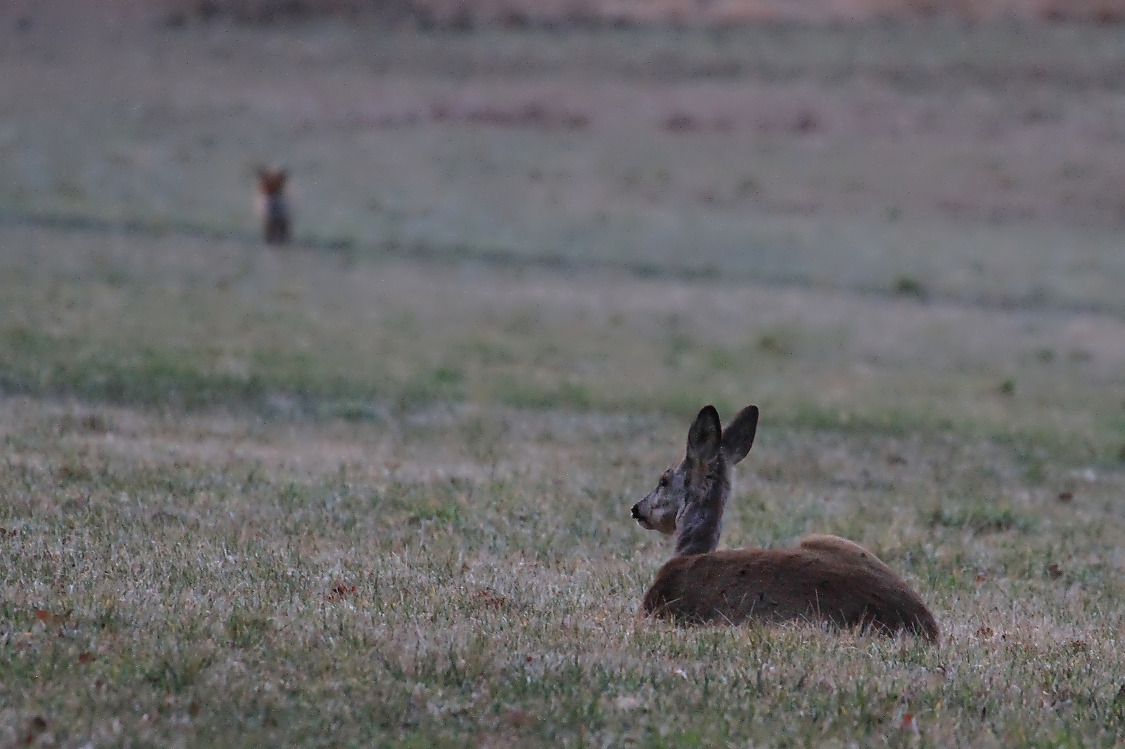 Reh noch nicht ganz wach - Fuchs schaut herüber  -  deer and fox